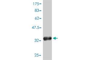Western Blot detection against Immunogen (34. (ABRACL/C6orf115 antibody  (AA 1-81))