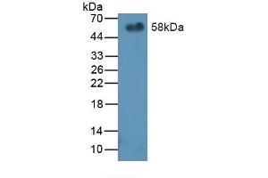 Western blot analysis of recombinant Mouse PEDF.