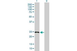 Western Blot analysis of GPR3 expression in transfected 293T cell line by GPR3 MaxPab polyclonal antibody. (GPR3 antibody  (AA 1-330))