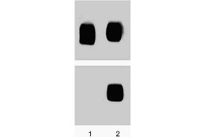 Western blot analysis for p38 MAPK (pT180/pY182). (MAPK14 antibody  (pThr180))
