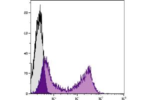 Rabbit peripheral blood lymphocytes were stained with Rat Anti-Rabbit Ig-BIOT. (Rat anti-Rabbit Ig Antibody)