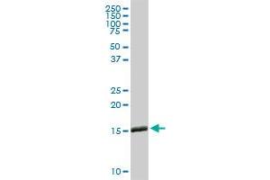 IFITM3 MaxPab rabbit polyclonal antibody. (IFITM3 antibody  (AA 1-133))