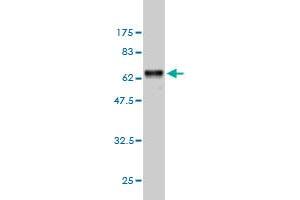 Western Blot detection against Immunogen (57. (BAFF antibody  (AA 1-285))