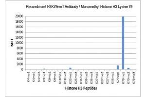 The recombinant H3K79me1 antibody specifically reacts to Histone H3 monomethylated at Lysine 79 (K79me1). (Recombinant Histone 3 antibody  (meLys79))