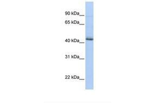 SRFBP1 antibody  (AA 38-87)