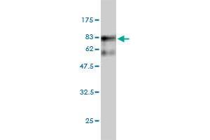 Western Blot detection against Immunogen (82. (Seryl-tRNA Synthetase (SARS) (AA 1-514) antibody)