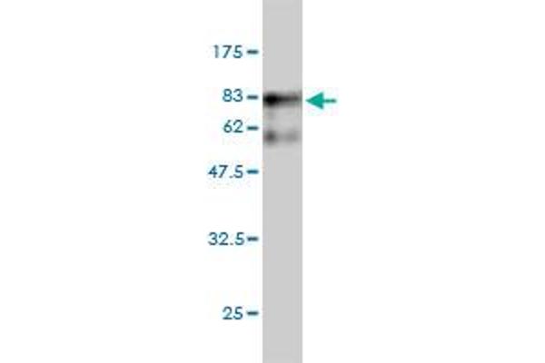 Seryl-tRNA Synthetase (SARS) (AA 1-514) anticorps