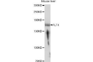 Western blot analysis of extracts of mouse liver, using FLT4 antibody. (FLT4 antibody)