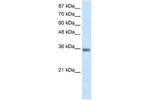 MNAT1 antibody (20R-1192) used at 0. (MNAT1 antibody  (C-Term))