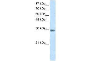 MNAT1 antibody (20R-1192) used at 0. (MNAT1 antibody  (C-Term))