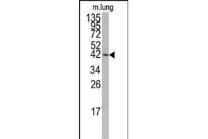 Western blot analysis of anti-PK14 Antibody (/) f in mouse lung tissue lysates (35 μg/lane). (MAPK14 antibody  (AA 158-192))