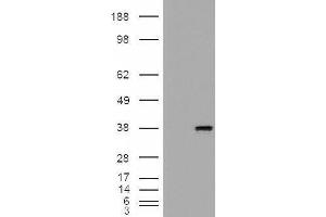 Western Blotting (WB) image for Monoglyceride Lipase (MGLL) peptide (ABIN369607) (Monoglyceride Lipase (MGLL) Peptide)