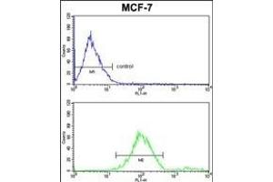 GABARL2 Antibody 1822d FC analysis of MCF-7 cells (bottom histogram) compared to a negative control cell (top histogram).