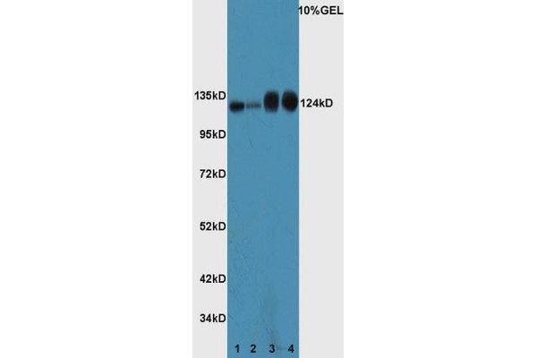 TP53BP2 antibody  (AA 1001-1128)