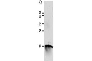 Gel: 12 % SDS-PAGE, Lysate: 40 μg, Lane: 293T cells, Primary antibody: ABIN7129604(GIP Antibody) at dilution 1/250, Secondary antibody: Goat anti rabbit IgG at 1/8000 dilution, Exposure time: 10 minutes (GIP antibody)