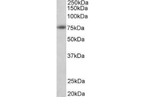 ABIN6391362 (1µg/ml) staining of Human Cerebral Cortex lysate (35µg protein in RIPA buffer). (APP antibody  (AA 1-16))