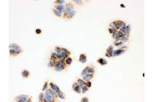 Immunohistochemistry (IHC) image for anti-Hydroxysteroid (17-Beta) Dehydrogenase 10 (HSD17B10) (AA 48-261) antibody (ABIN3031271)