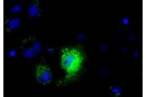 Immunofluorescence (IF) image for anti-NME/NM23 Nucleoside Diphosphate Kinase 4 (NME4) antibody (ABIN1499779) (NME4 antibody)