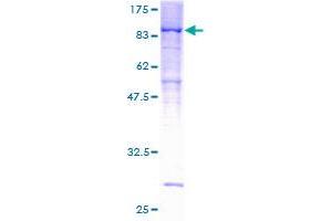 PPP2R5D Protein (AA 1-602) (GST tag)