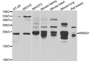 Western blot analysis of extracts of various cell lines, using RRAS2 antibody (ABIN5975473) at 1/1000 dilution. (RRAS2 antibody)