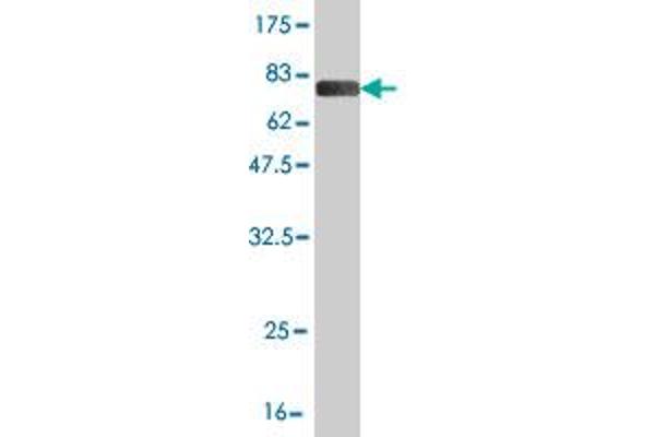 SKAP1 antibody  (AA 1-358)