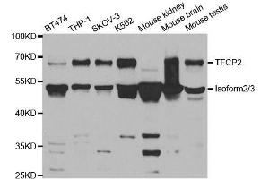 Western blot analysis of extracts of various cell lines, using TFCP2 antibody. (TFCP2 antibody  (AA 1-280))