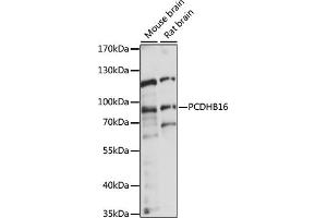 Western blot analysis of extracts of various cell lines, using PCDHB16 antibody (ABIN7269734) at 1:1000 dilution. (PCDHB16 antibody  (AA 29-90))
