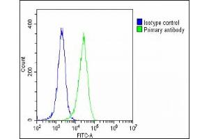 Overlay histogram showing Hela cells stained with B(green line). (Neurotrophin 3 antibody  (C-Term))
