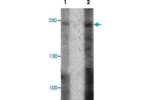 Western blot analysis of 293 cell lysate with ABCA7 polyclonal antibody  at (1) 1 and (2) 2 ug/mL. (ABCA7 antibody  (N-Term))