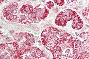Formalin-fixed and paraffin-embedded H. (STAC2 antibody  (N-Term))