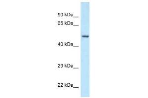 Western Blot showing POLG2 antibody used at a concentration of 1 ug/ml against Fetal Kidney Lysate