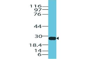 Image no. 1 for anti-Granzyme B (GZMB) (AA 1-200) antibody (ABIN5027237) (GZMB antibody  (AA 1-200))