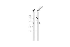 All lanes : Anti-VSIG8 Antibody (C-term) at 1:2000 dilution Lane 1: RD whole cell lysate Lane 2: U-87 MG whole cell lysate Lysates/proteins at 20 μg per lane. (VSIG8 antibody  (C-Term))