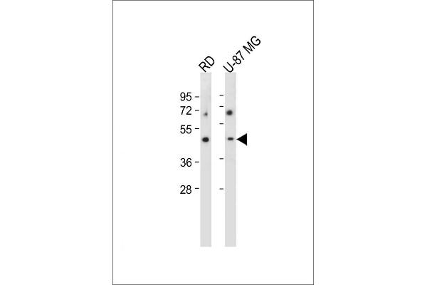 VSIG8 anticorps  (C-Term)