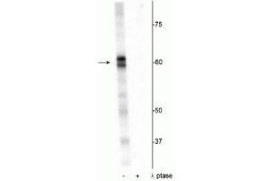 Western blot of Drosophila lysate showing specific immunolabeling of the ~60 kDa PRAS40 protein phosphorylated at Thr356 in the first lane (-).
