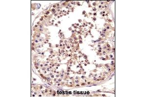 TSPY Antibody (C-term) ((ABIN658804 and ABIN2850505))immunohistochemistry analysis in formalin fixed and paraffin embedded human testis tissue followed by peroxidase conjugation of the secondary antibody and DAB staining. (TSPY1 antibody  (C-Term))