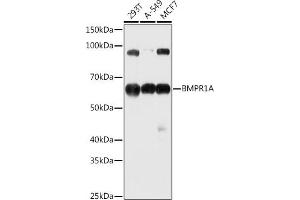 Western blot analysis of extracts of various cell lines, using BMPR1A antibody (ABIN3022599, ABIN3022600, ABIN3022601 and ABIN6218934) at 1:1000 dilution.