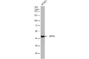 WB Image OCT4 antibody detects OCT4 protein by western blot analysis. (OCT4 antibody)