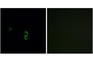 Immunofluorescence analysis of MCF7 cells, using OR9Q1 Antibody. (OR9Q1 antibody  (AA 234-283))
