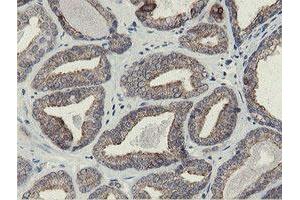 Image no. 1 for anti-Src-like-adaptor 2 (SLA2) antibody (ABIN1500946) (SLAP2 antibody)