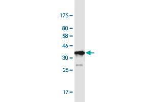 Western Blot detection against Immunogen (35. (PRRX1 antibody  (AA 1-90))