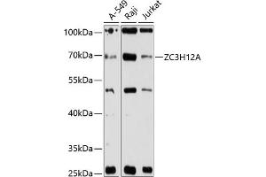 Western blot analysis of extracts of various cell lines, using ZC3H12A antibody (ABIN6132993, ABIN6150392, ABIN6150394 and ABIN6216393) at 1:3000 dilution. (ZC3H12A antibody  (AA 1-140))