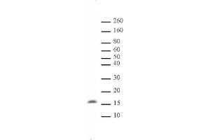 Histone H3 monomethyl Lys122 pAb tested by Western blot. (Histone 3 antibody  (meLys122))
