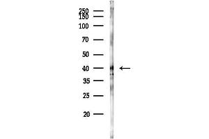anti-Coenzyme Q3, Methyltransferase (COQ3) antibody