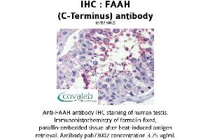 Image no. 2 for anti-Fatty Acid Amide Hydrolase (FAAH) (C-Term) antibody (ABIN1734226) (FAAH antibody  (C-Term))