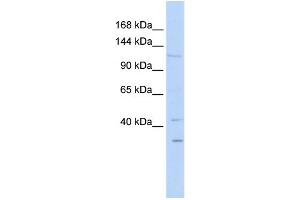 WB Suggested Anti-WWP1 Antibody Titration:  0. (WWP1 antibody  (N-Term))