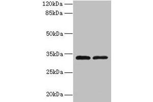 Western blot All lanes: TMEM71 antibody at 0. (TMEM71 antibody  (AA 1-210))