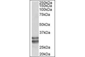 Staining of Human Heart lysate (35µg protein in RIPA buffer) using KLF13 antibody at 0.