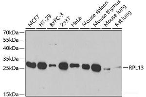 Western blot analysis of extracts of various cell lines using RPL13 Polyclonal Antibody at dilution of 1:1000. (RPL13 antibody)