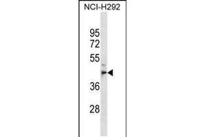 Western blot analysis in NCI-H292 cell line lysates (35ug/lane). (MPPE1 antibody  (C-Term))